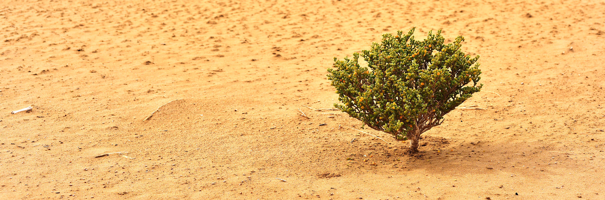 A lone tree stands in the Sahara, whose encroachment on the Sahel has led to the desertification of lands and inspired the Great Green Wall. orientalizing, Flickr